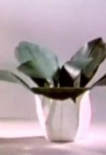 一棵大白菜