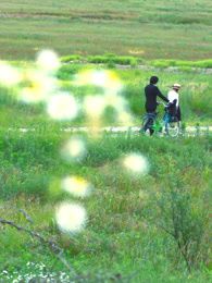 牵牛花韩国