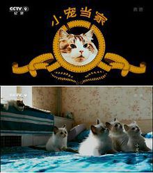 小宠当家