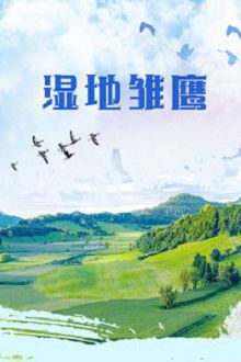 湿地雏鹰