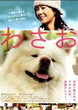 秋田犬蓬夫2011