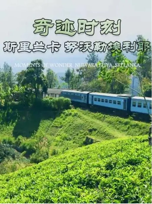 奇迹时刻斯里兰卡努沃勒埃利耶
