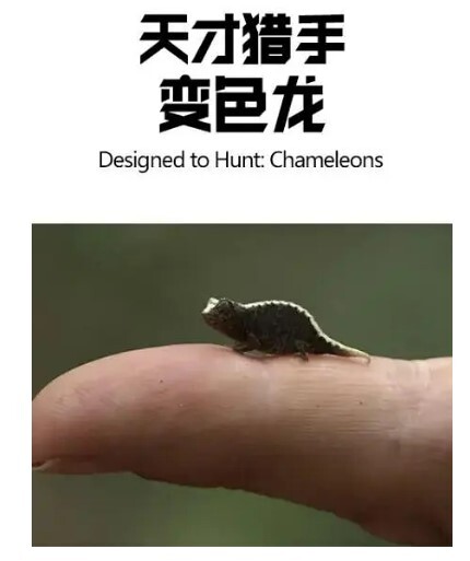 天才猎手变色龙