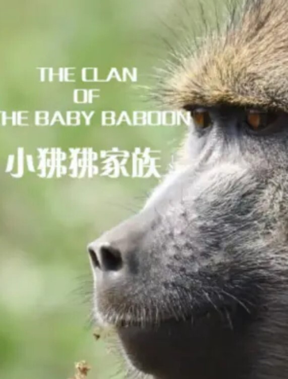 小狒狒家族