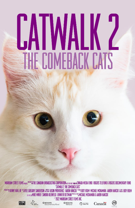猫步2回归的猫